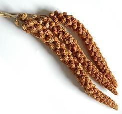 Apetit senegalské proso v klasech 100g