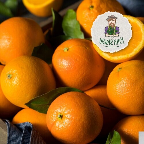 Ekologické pomeranče Bio 5 kg čerstvé, nevoskované, bezpečné Premium