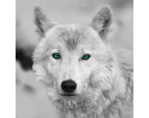 Obraz na zeď Arktický vlk, černobílý