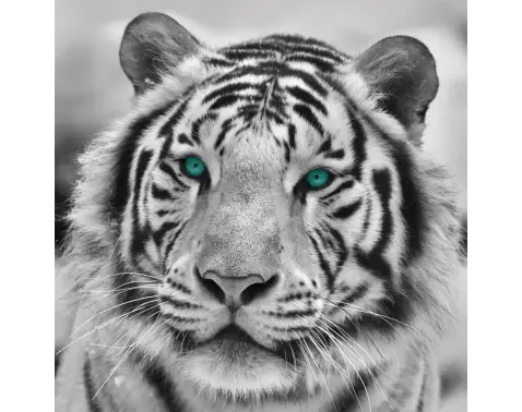 Obraz na zeď Tygr, černobílý, 35x35 cm