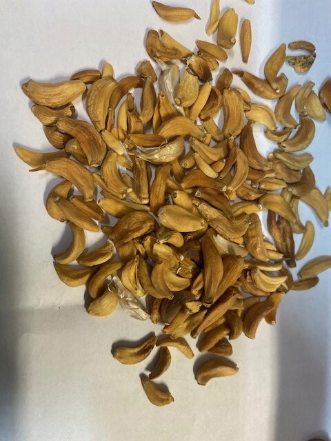 Česnek celé sušené oloupané zoubky 1 kg Rafex