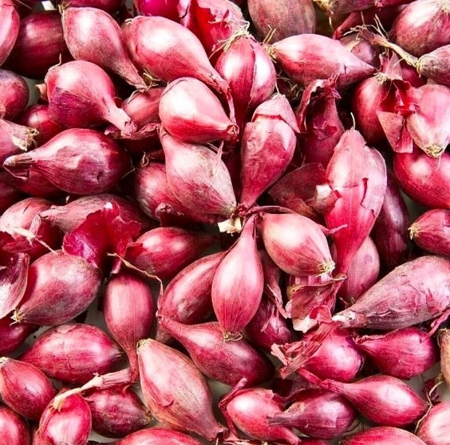 Cibule sazečka Červená Jarní 5000 g