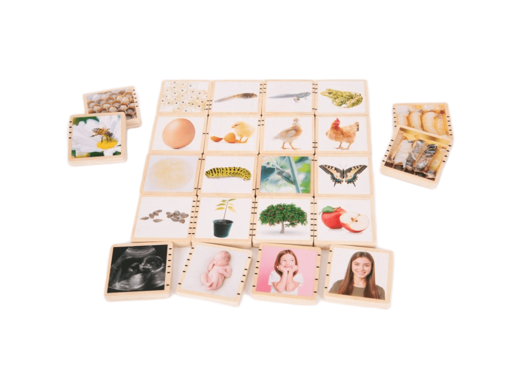 TickiT Dřevěné životní cykly (24 ks)