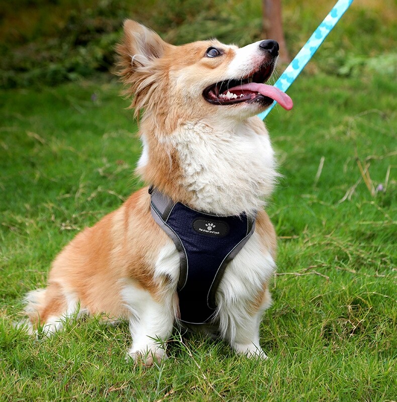 Tréninkové Postroje Pro Psa Na Procházky Astro, Modré, Beztlakové, Pohodlné