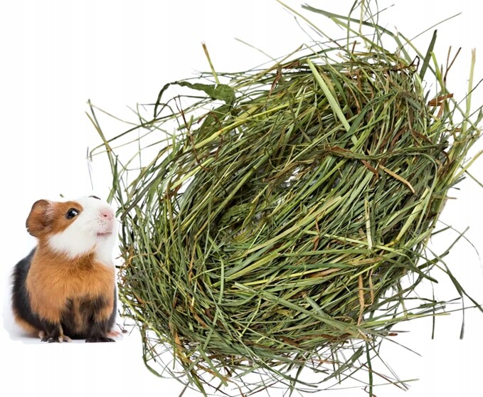 Krmivo malá morčata 7 kg čerstvé seno od farmáře ekologická