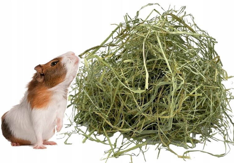 Dobré čerstvé seno pro domácí morče 10 kg krmivo z trav pokos