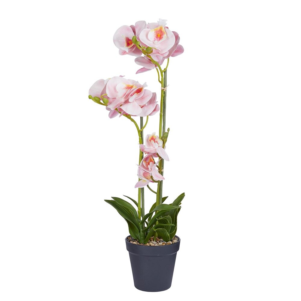 FLORISTA Orchidej v květináči 51 cm - sv. meruňková