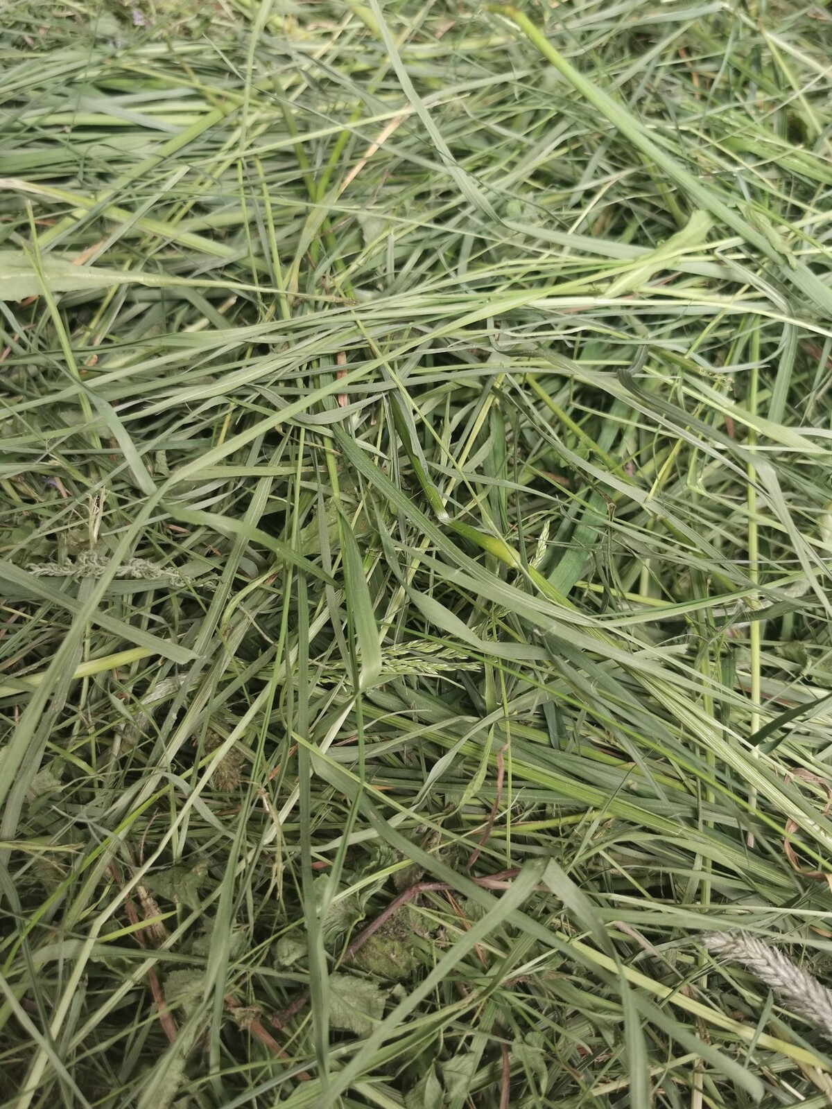 Roztočské seno pro králíky a hlodavce 1 kg Seno ze sušárny Čerstvé 2025