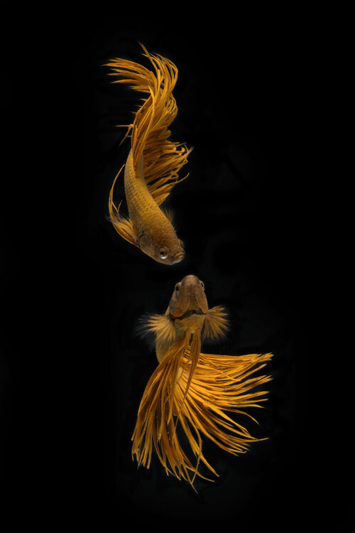 Ganjar	Rahayu Plakát, Obraz - Love Story of the Golden Fish, Ganjar	Rahayu, 26.7 × 40 cm