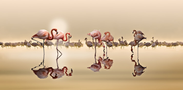 NASSER OSMAN Plakát, Obraz - Flamingos Ii, NASSER OSMAN, 40 × 20 cm