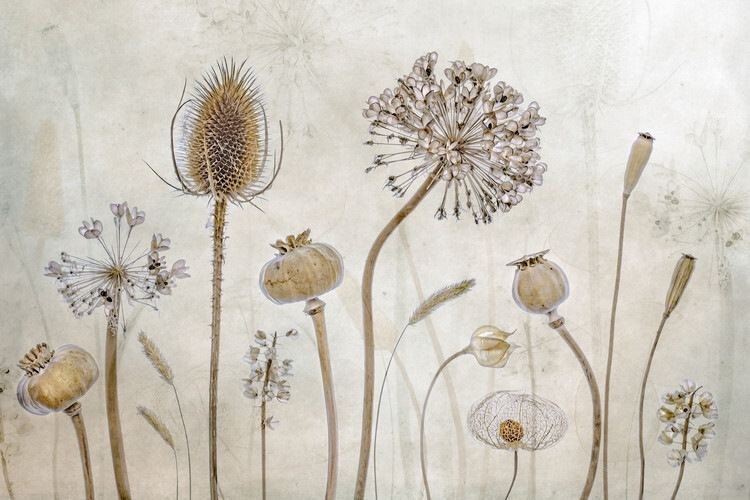 Mandy Disher Plakát, Obraz - Growing old, Mandy Disher, 40 × 26.7 cm