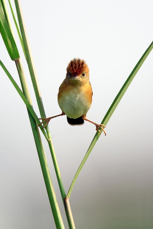 Lina Gunawan Plakát, Obraz - Kung Fu Master, Lina Gunawan, 26.7 × 40 cm