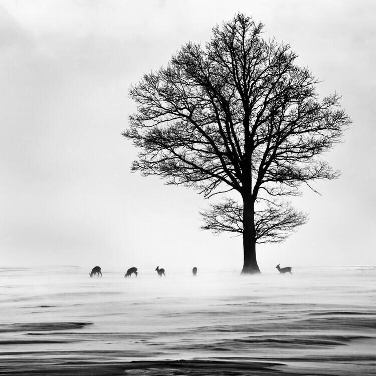 dansiga Plakát, Obraz - Roes, dansiga, 40 × 40 cm