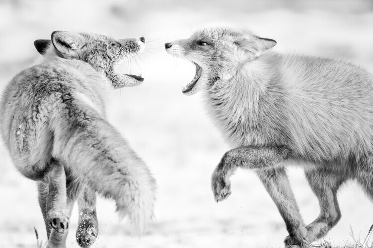 Eiji Itoyama Plakát, Obraz - Winter dream 2, Eiji Itoyama, 40 × 26.7 cm