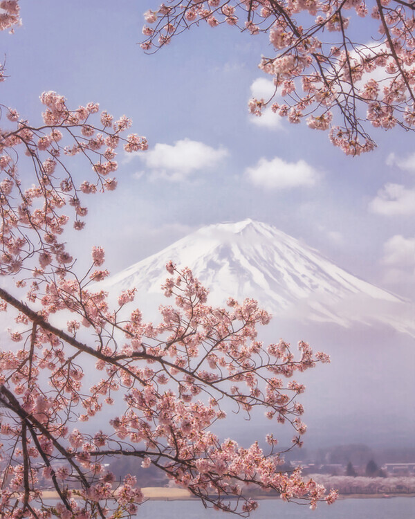 Makiko Samejima Plakát, Obraz - Mt. Fuji in the cherry blossoms, Makiko Samejima, 30 × 40 cm
