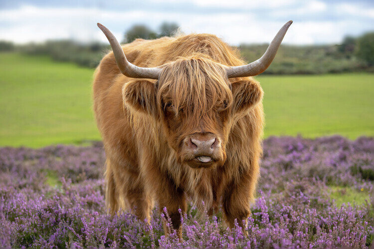 Jacky Parker Plakát, Obraz - Highland, Jacky Parker, 40 × 26.7 cm