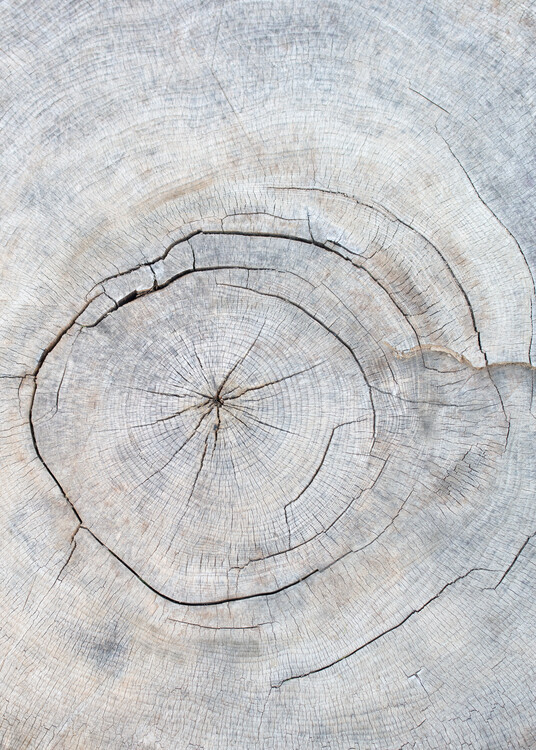 Studio Collection Plakát, Obraz - Pattern_wood_2, Studio Collection, 30 × 40 cm