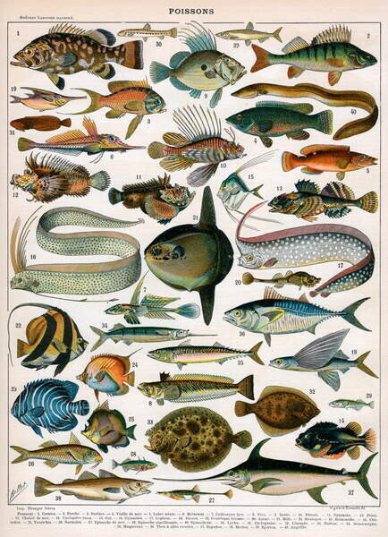 American School, Plakát, Obraz - Decorative Print of 'Poissons' by Demoulin, 1897, American School,, 30 × 40 cm