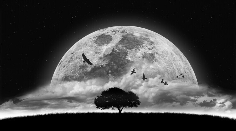 NASSER OSMAN Plakát, Obraz - A Dream, NASSER OSMAN, 40 × 22.2 cm