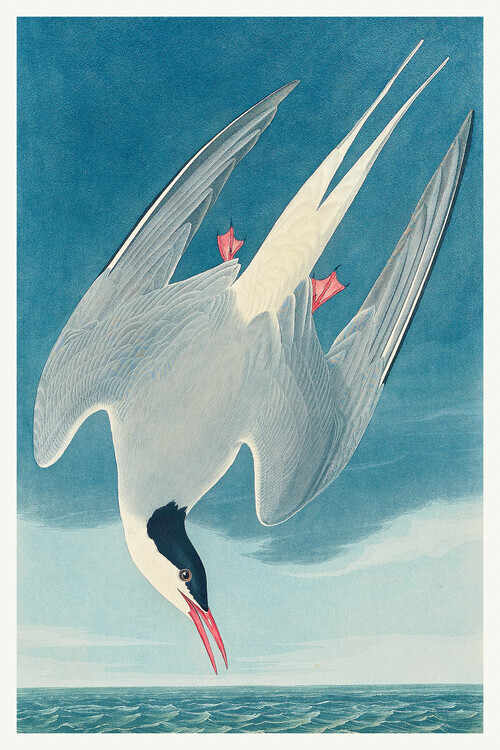 John James Audubon Plakát, Obraz - The Arctic Tern, John James Audubon, 26.7 × 40 cm