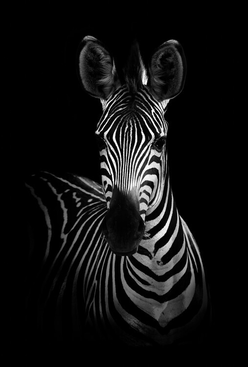 WildPhotoArt Plakát, Obraz - The Zebra, WildPhotoArt, 26.7 × 40 cm