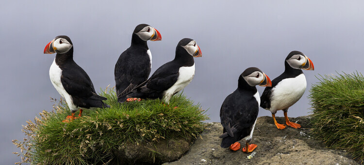 Eric Mattheyses Plakát, Obraz - I don't care, Eric Mattheyses, 50 × 22.7 cm