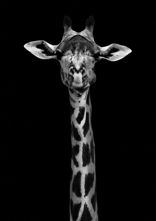 WildPhotoArt Plakát, Obraz - Giraffe Portrait, WildPhotoArt, 26.7 × 40 cm