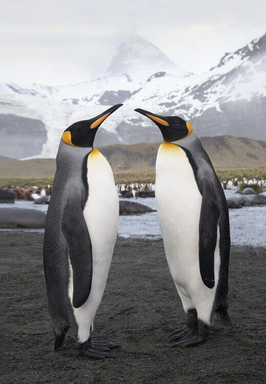 Jimmy Plakát, Obraz - Love Brids, Jimmy, 26.7 × 40 cm