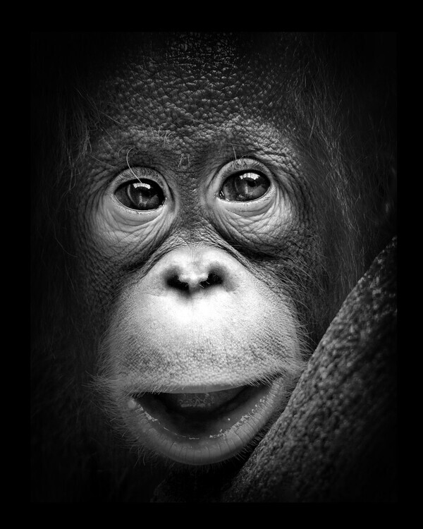 Antonyus Bunjamin (Abe) Plakát, Obraz - Innocent, Antonyus Bunjamin (Abe), 30 × 40 cm