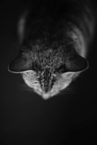 Naomi Rahim Plakát, Obraz - High angle view of a Silver, Naomi Rahim, 26.7 × 40 cm