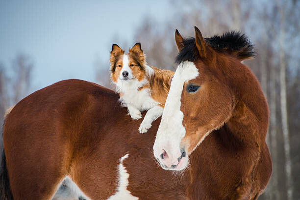 vikarus Plakát, Obraz - Draft horse and red border collie dog, vikarus, 40 × 26.7 cm