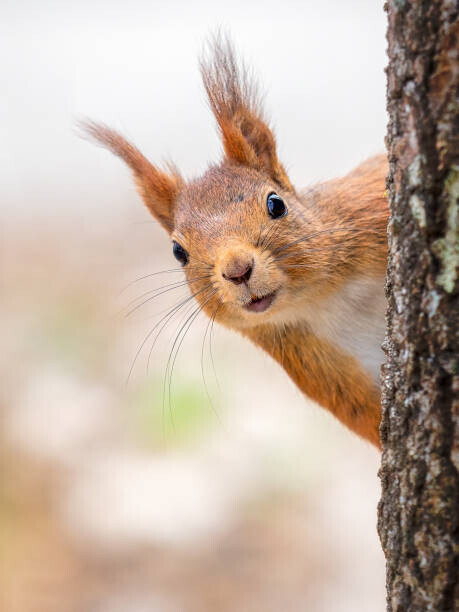 mange6699 / 500px Plakát, Obraz - Close-up of squirrel on tree trunk,Tumba,Botkyrka,Sweden, mange6699 / 500px, 30 × 40 cm