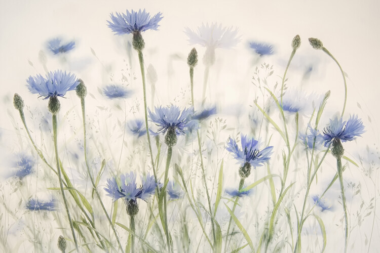 Nel Talen Plakát, Obraz - Cornflowers, Nel Talen, 40 × 26.7 cm