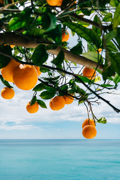 Bethany Young Plakát, Obraz - Amalfi Coast Oranges, Bethany Young, 26.7 × 40 cm