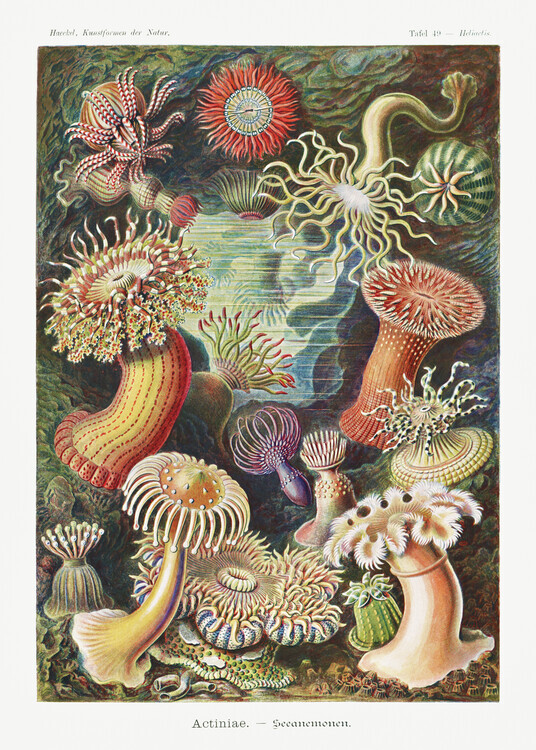 Ernst Haeckel Plakát, Obraz - Actiniae–Seeanemonen (1904), Ernst Haeckel, 30 × 40 cm