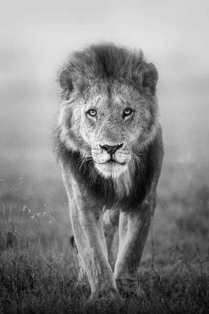 Vicki Jauron, Babylon and Beyond Photography Plakát, Obraz - Face to Face with Male Lion, Vicki Jauron, Babylon and Beyond Photography, 26.7 × 40 cm