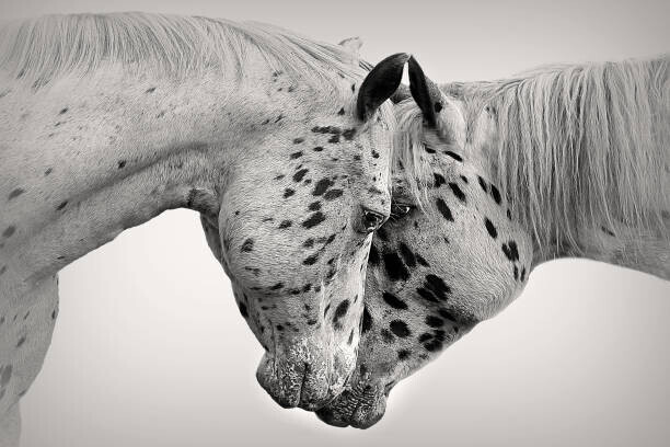 Carey Dils Plakát, Obraz - White on White, Carey Dils, 40 × 26.7 cm