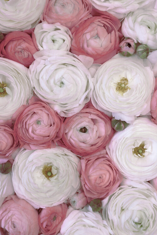 Rosana Laiz Blursbyai Plakát, Obraz - Scattered ranunculus in muted pink II, Rosana Laiz Blursbyai, 26.7 × 40 cm