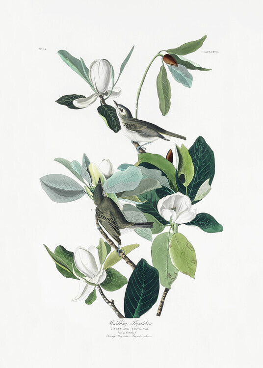 John James Audubon Plakát, Obraz - Warbling Flycatcher From Birds of America (1827), John James Audubon, 30 × 40 cm