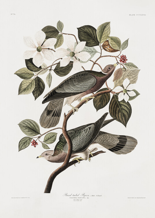 John James Audubon Plakát, Obraz - Brand Tailed Pigeon From Birds Of America (1827), John James Audubon, 30 × 40 cm