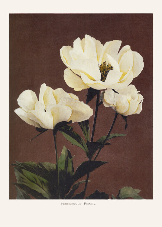 Ogawa Kazumasa Plakát, Obraz - HAbrdaceous Peony, Ogawa Kazumasa, 30 × 40 cm