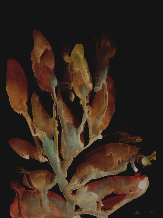 Dan Hobday Plakát, Obraz - Night Plant, Dan Hobday, 30 × 40 cm