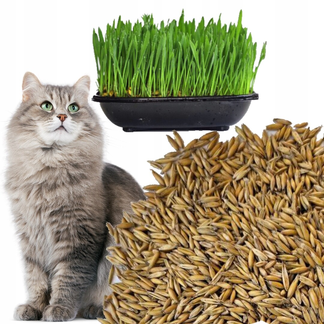 Semena 1 kg trávy pro kočky pro vlastní produkci