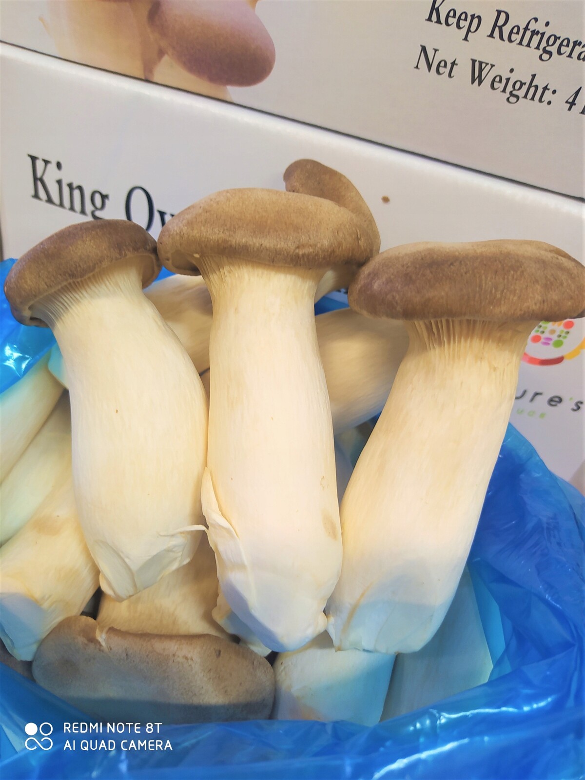 Boczniak mikulášský (královský) čerstvý – 4 kg