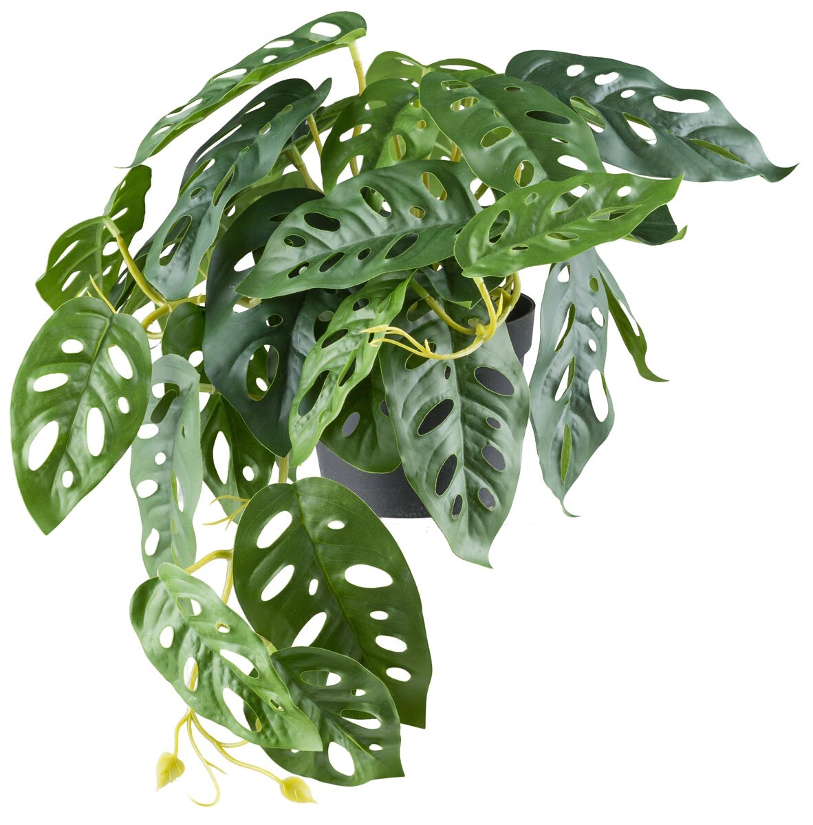Gasper Monstera adesonii Visicí x29 listů, H 24cm L 40cm, zelený v plastovém květináči 11