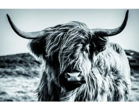 Obraz na plátně Skotská kráva 90x60 cm, černobílá