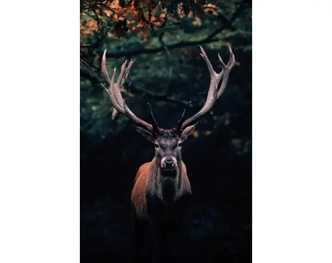 Obraz na plátně Jelen v lese, 78x118 cm