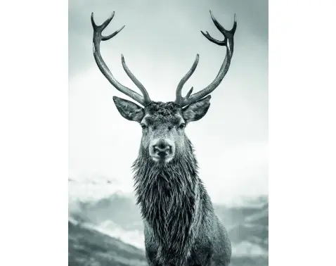 Obraz na plátně Jelen 46x61 cm, černobílý