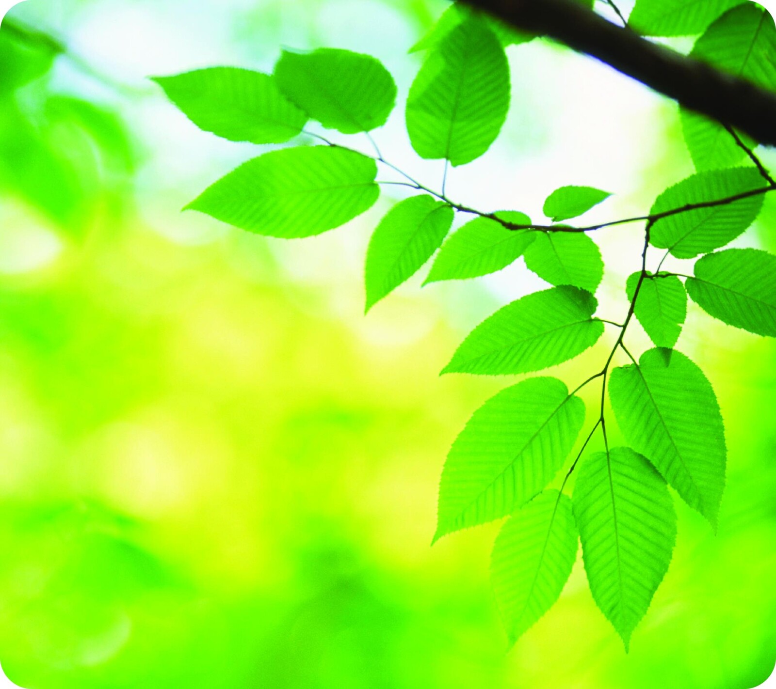 Podložka Fellowes s motivem - listy