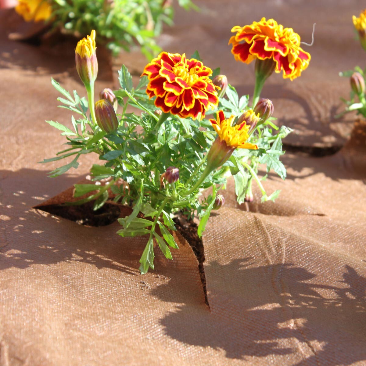 Videx Garden Mulčovací textilie proti plevelu 1000 x 150 cm, tmavě hnědá